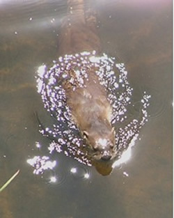 River Otter