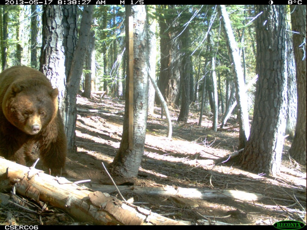 Black bear: The largest wildlife species in the Central Sierra Nevada