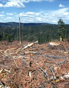 Clearcut Trees