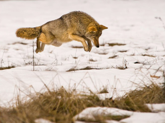 Coyote leaping onto prey in the snow