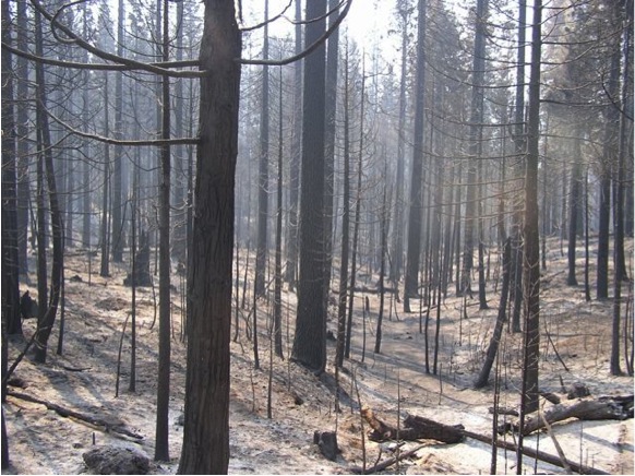 Burned Creek in Rim Fire