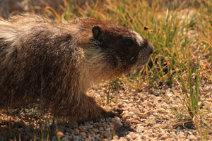 Marmot