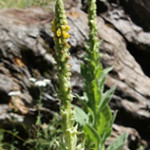 mullein