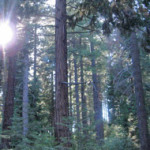 National Forest