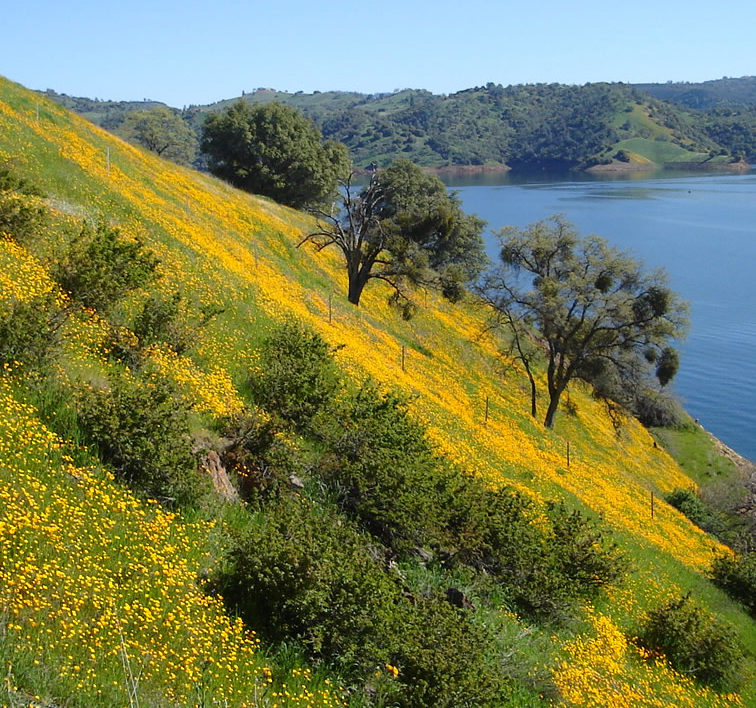 Wildflowers New Melones