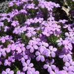 Phlox