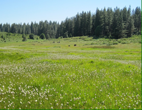 MeadowPreGrazing