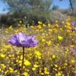 Purple Flower