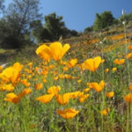 Springtime poppies in the Red Hills