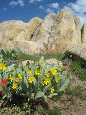 Wildflowers in the Carson-Iceberg Wilderness