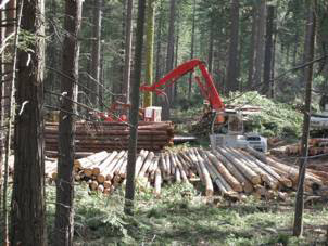 Thinning the forest Thinning the forest
