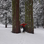 Enjoying the big trees at Big Trees State Park