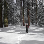 Cross Country Ski Near Pinecrest