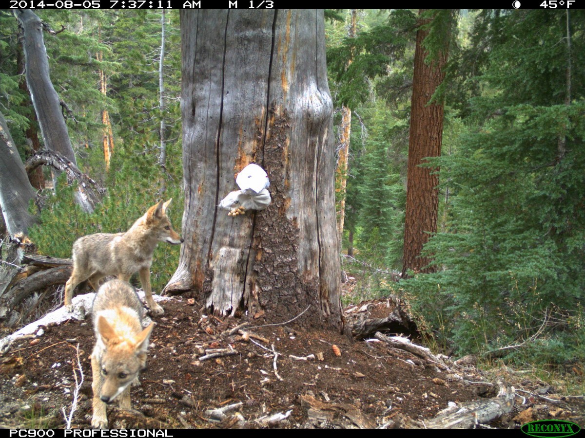 Coyote Pups Visit Wildlife Camera