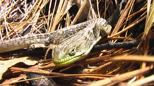 Alligator Lizard