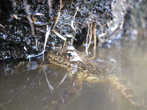 Yellow-legged Frog