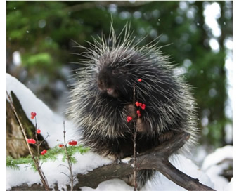 Porcupine