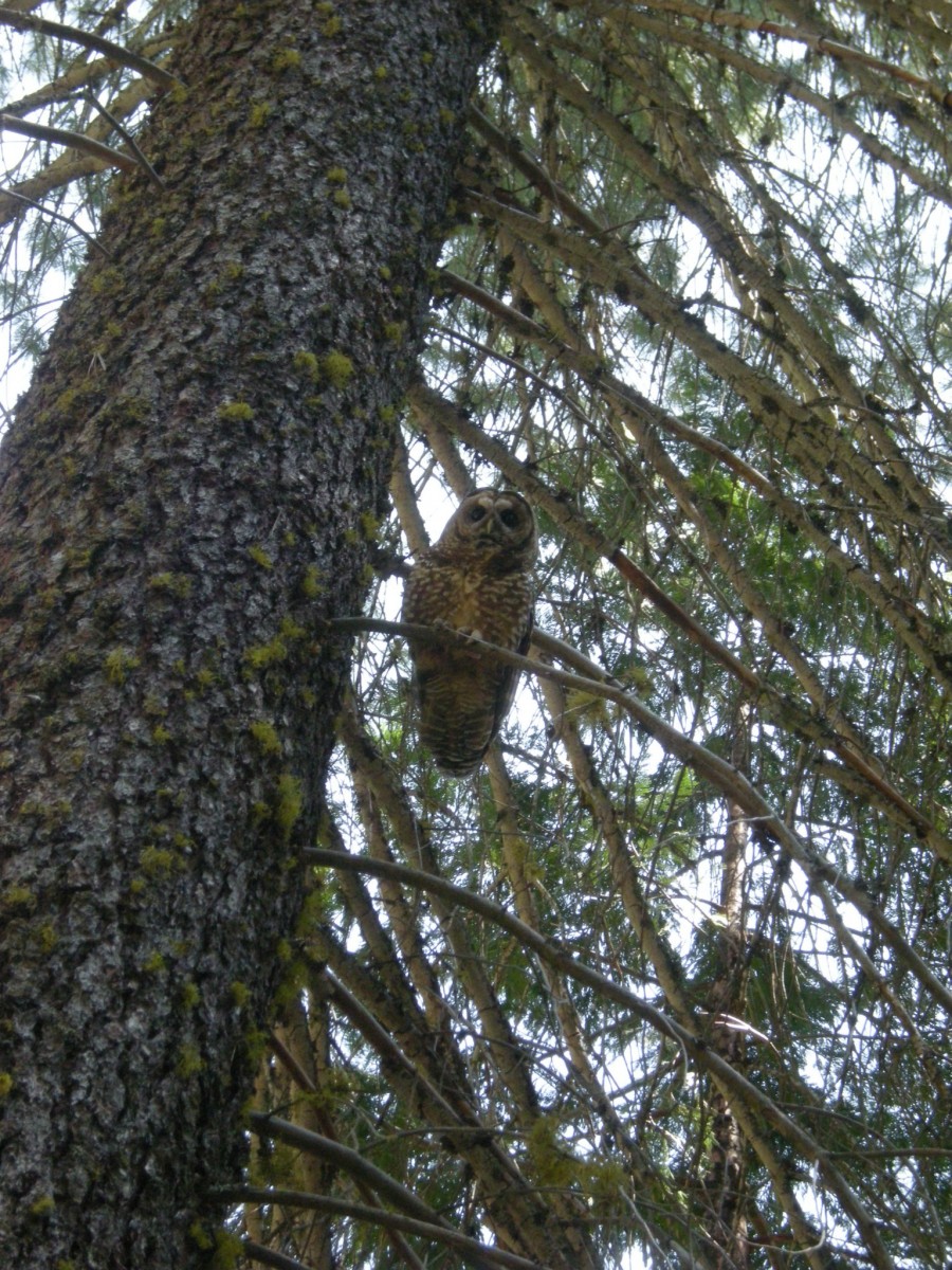 SpottedOwl