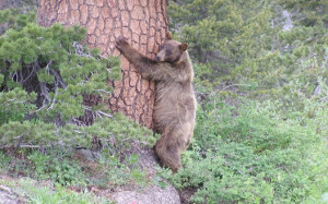 Bear hugging a big tree
