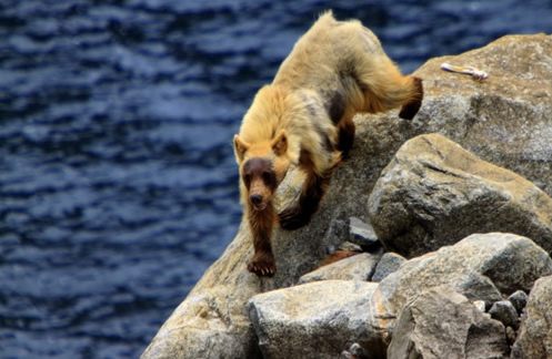 Bears at a wildlife camera station