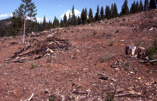 Clearcut