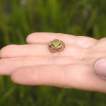 Pacific Chorus Frog