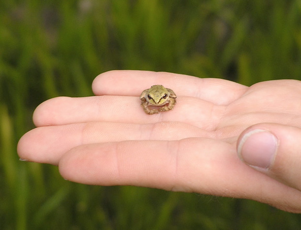 Pacific Chorus Frog