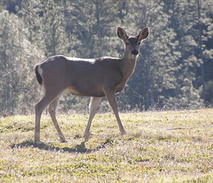 Mule Deer Doe