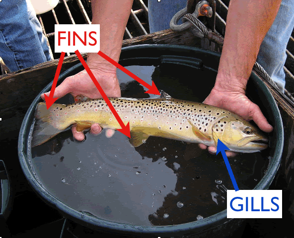 Fish with gills and fins labeled