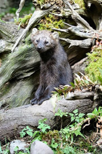 Pacific Fisher