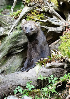 Pacific Fisher