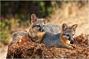 Gray Fox Pups