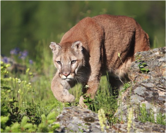 el puma que necesita para vivir