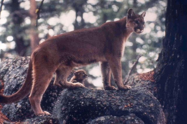 Mountain Lion