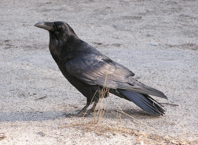 raven