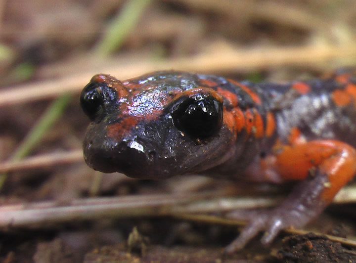 salamander