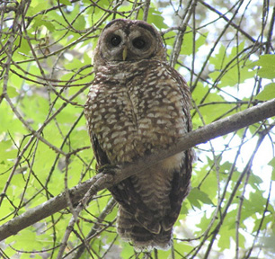 Spotted Owl