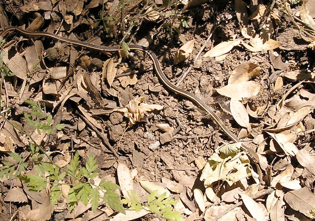 Striped Racer