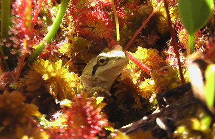 A pacific chorus frog waits for its next meal amongst its fellow insect-eaters, the sundew plant. Note the sticky red-tentacles of the sundew which lure and then trap its insect prey. Photo by James Patrick Kelly.
