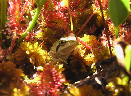 A pacific chorus frog waits for its next meal amongst its fellow insect-eaters, the sundew plant. Note the sticky red-tentacles of the sundew which lure and then trap its insect prey. Photo by James Patrick Kelly.