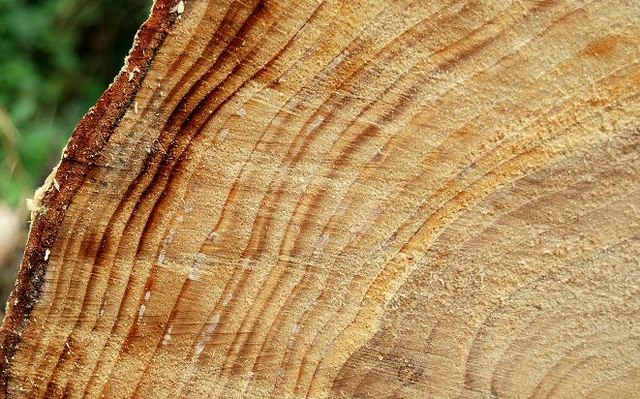 tree rings