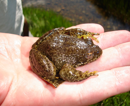 Sierra Nevada Yellow-legged Frog