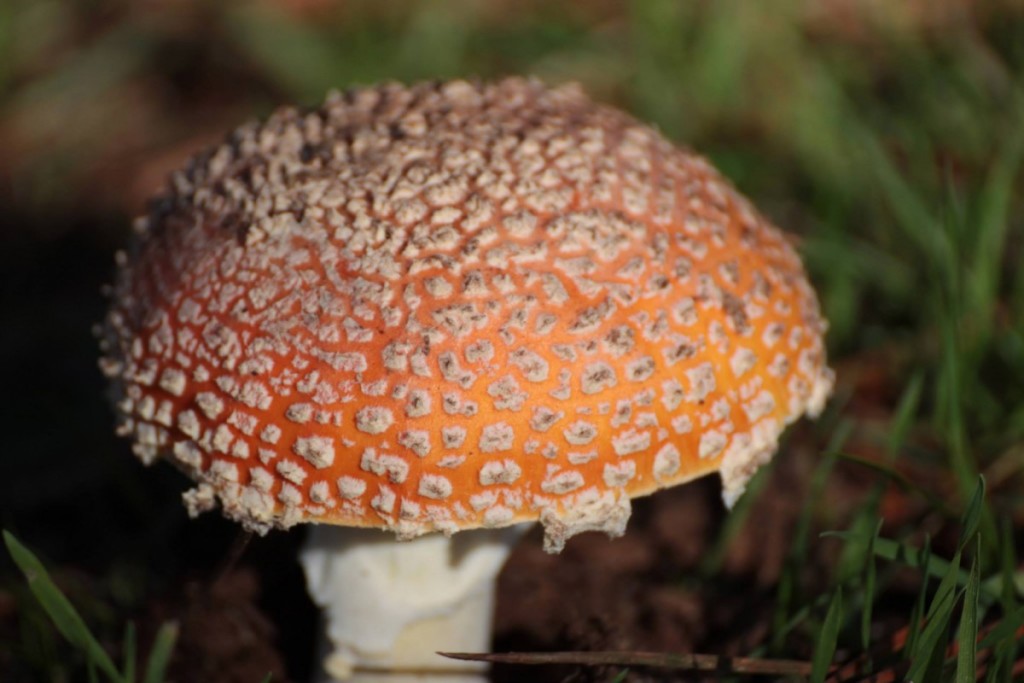 Mushroom - Amanita