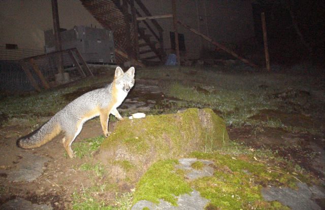 BackyardGrayFox