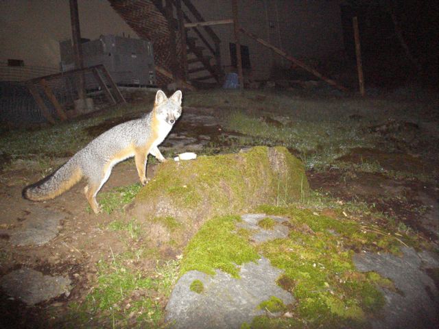 BackyardGrayFox