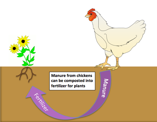 chickendiagram