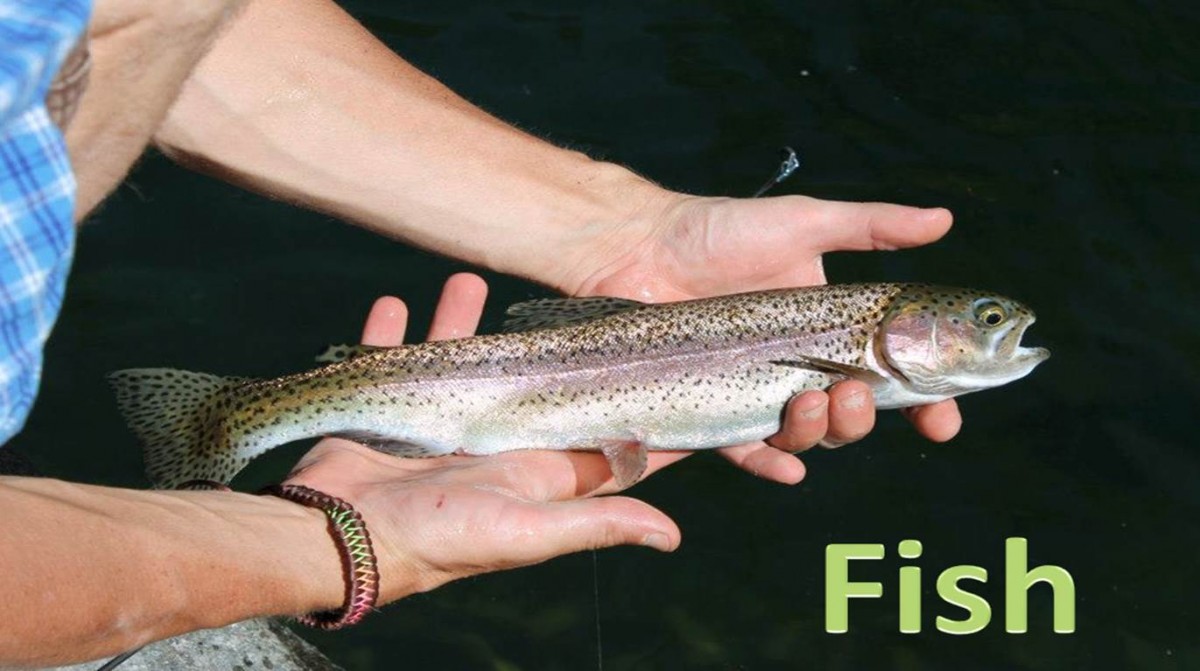 Fish Answer Match the Habitat Game - CSERC