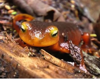 salamander