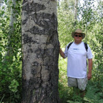 Giant aspen near Bell Meadow with Bob Rajewski showing the size of the trunk