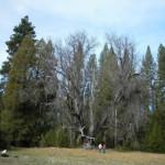 Giant black oak near Mather - photo courtsey of Paul Detman